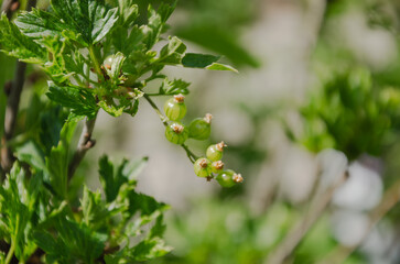 green unripe currant berries on a bush