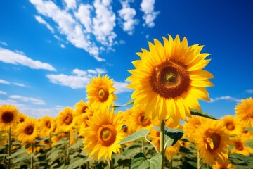 Fields Of Sunflowers Under Clear Sky, Generative AI 