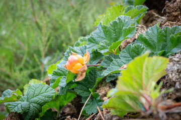 Cloudberry plant with orange colored fruit growing in a moorland.