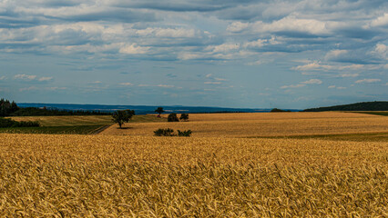 Cornfield with blue cloudy sky