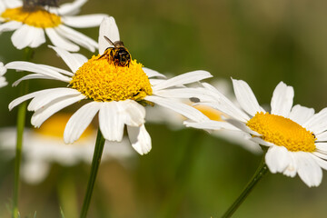 Daisy flower with Insect
