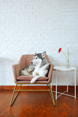 Happy relaxed husky dog lies in a pink armchair on white brick wall background. Importance of taking care of the mental and physical health of a domestic pet