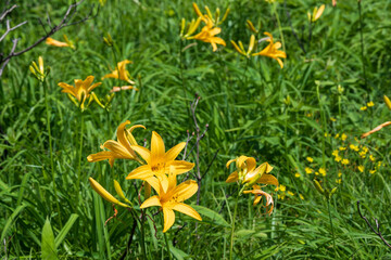 高原に咲くニッコウキスゲの黄色い花