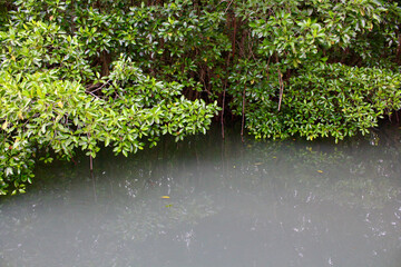 Mangroves. Green leaves on the branches of mangrove trees and roots in salty sea water near the shore.