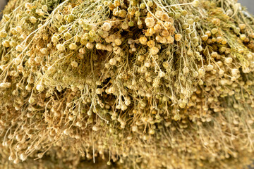 a dry weed in uzbekistan