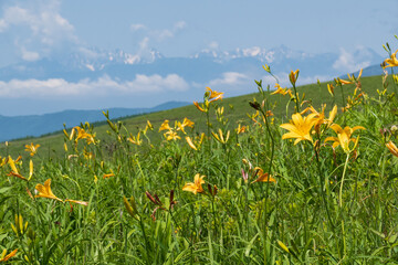 北アルプスの山々をバックに高原に咲くニッコウキスゲの黄色い花
