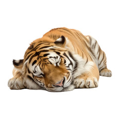 Fototapeta premium tiger isolated on transparent background cutout