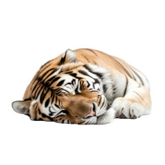 Fototapeta premium tiger isolated on transparent background cutout