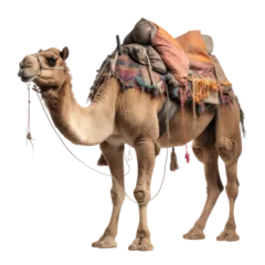 Foto op Plexiglas camel in the desert isolated on transparent background cutout © Papugrat