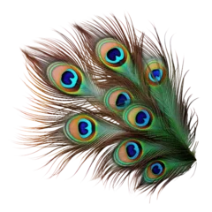 Poster peacock feather isolated on transparent background cutout © Papugrat