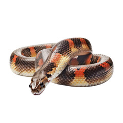 Obraz premium snake isolated on transparent background cutout