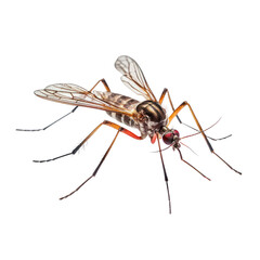 mosquito isolated on transparent background cutout