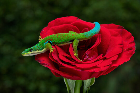 The Peacock Day Gecko (Phelsuma quadriocellata) on the red rose. It is a brightly colored species found in Madagascar.