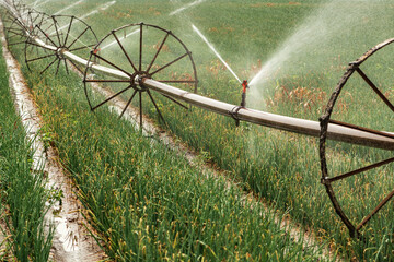 Wheel move irrigation with sprinkler water spring onion crop plantation in summer
