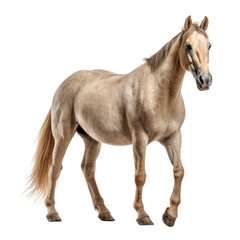 horse isolated on transparent background cutout