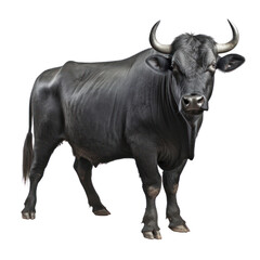 cow isolated on transparent background cutout