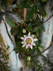 white flower in the garden