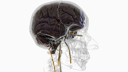 Human brain anatomy for medical concept 3D rendering