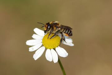 Megachile maritima, coast leaf-cutter, family Megachilidae. On flower of chamomile (Matricaria chamomilla, Matricaria recutit). Family Asteraceae. Summer, July, Dutch garden.