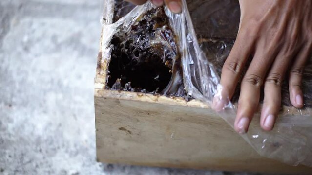 A close-up of a stingless beehive that produces one of the best honeys in a propolis bag. Trigona bee cultivation in artificial wooden hives that produce the best quality lanceng honey