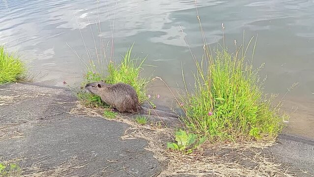 Rodent of the Ragondins family eat green vegetation in summer day. Muskrat crawls on land in search of food. Nutria on the bank of lake. Myocastor coypu eating grass and flowers. Wild animal in nature