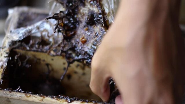 A close-up of a stingless beehive that produces one of the best honeys in a propolis bag. Trigona bee cultivation in artificial wooden hives that produce the best quality lanceng honey