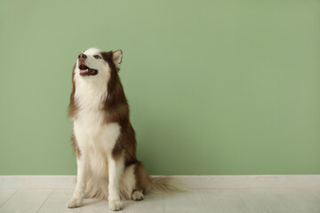 Cute Husky dog sitting on floor in room