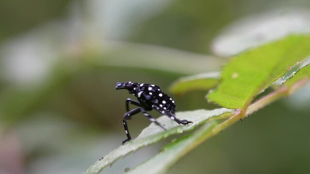 A juvenile spotted lantern fly crawling on a leaf on a sunny day.