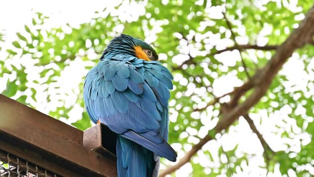 View of a blue and yellow macaw parrot