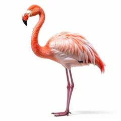 Fotobehang A vibrant Flamingo (Phoenicopterus) showcasing its pink feathers. © blueringmedia