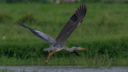 Grey Heron Take-Off