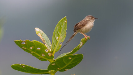 Plain Prinia