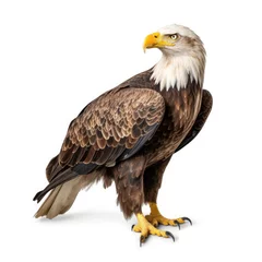 Foto op Plexiglas A regal Bald Eagle (Haliaeetus leucocephalus) in a majestic pose. © blueringmedia