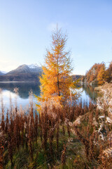 Fototapeta premium Golden-colored larch in autumn near a lake in the Swiss Alps