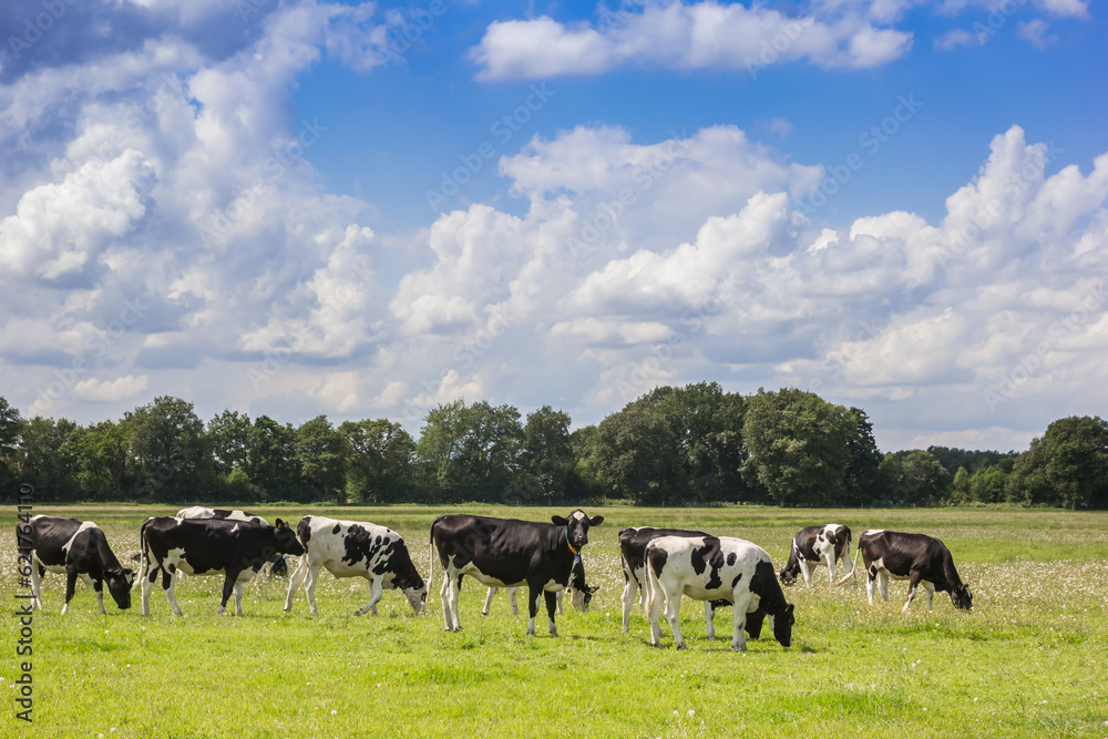 Wall mural Typical dutch Holstein cows in the landscape of Drenthe, Netherlands