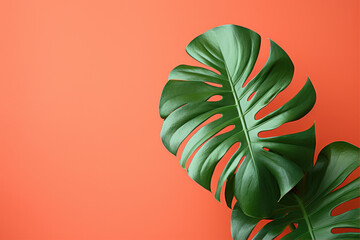 Fototapeta na wymiar Philodendron tropical leaves on coral color background minimal summer