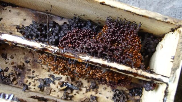 A close-up of a stingless beehive that produces one of the best honeys in a propolis bag. Trigona bee cultivation in artificial wooden hives that produce the best quality lanceng honey