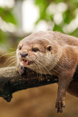 木の上のコツメカワウソ