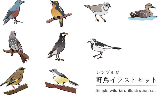 日本の身近な野鳥のシンプルなイラストセット