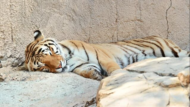 An amur tiger sleeping on the ground in Spain