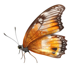 butterfly Illustrations isolated PNG