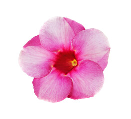 Fototapeta na wymiar pink flower transparent png