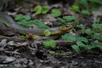 couple of Aesculapian snake in love in the forest