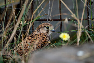 little kestrel in the grass