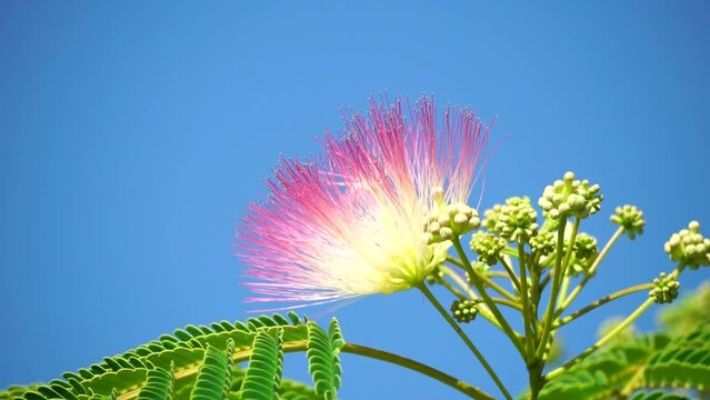 Persian silk tree Albizia julibrissin flowers resembling starbursts of pink silky threads. Pink siris, silk tree acacia Albizia julibrissin during flowering period. Close-up Slow motion