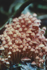 Small mushrooms growing on a mossy tree stump in the forest. Close up photo of small mushrooms