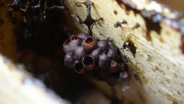 A close-up of a stingless beehive that produces one of the best honeys in a propolis bag. Trigona bee cultivation in artificial wooden hives that produce the best quality lanceng honey