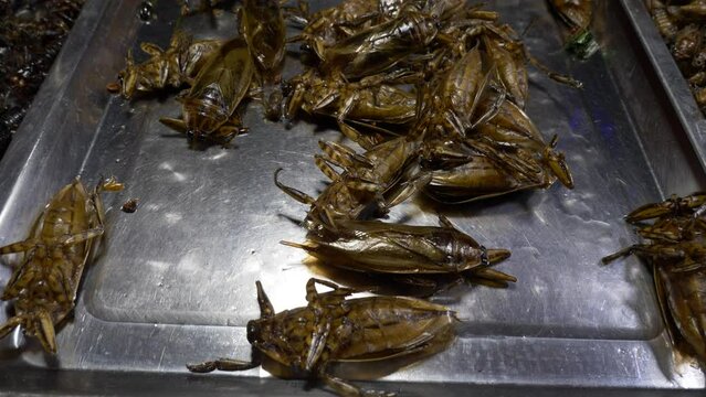 Fried bugs roaches on metal plate for sale at Asian Thailand night market