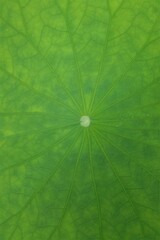 Fototapeta na wymiar 画面いっぱいの蓮の葉