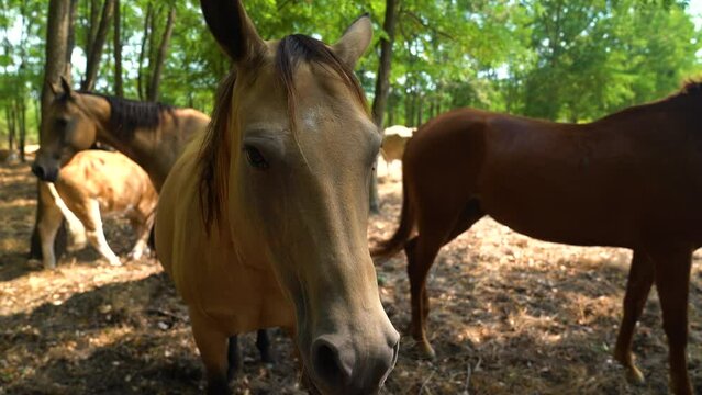 Akhal-Teke horse stands with other horses, cattle in shady area of field, facing camera.